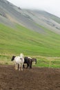 Herd of Icelandic horses Iceland Royalty Free Stock Photo