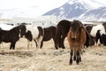 Herd of Icelandic horses Royalty Free Stock Photo
