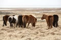 Herd of Icelandic horses Royalty Free Stock Photo