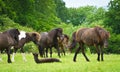 A herd of Icelandic horses with some newborn foals laying in the grass, protected by their mothers Royalty Free Stock Photo