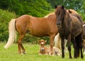 A herd of Icelandic horses with some newborn foals laying in the grass, protected by their mothers Royalty Free Stock Photo