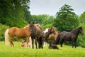 A herd of Icelandic horses with some newborn foals laying in the grass, protected by their mothers Royalty Free Stock Photo