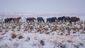 Horses in Iceland, cold snow and wind