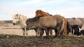 Herd of Icelandic horses in winter ourdoor meadow Royalty Free Stock Photo