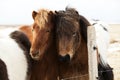 Herd of Icelandic ponies Royalty Free Stock Photo