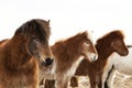 Herd of Icelandic ponies Royalty Free Stock Photo