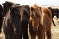 Herd of Icelandic ponies Royalty Free Stock Photo