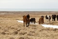 Herd of Icelandic ponies Royalty Free Stock Photo