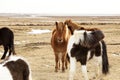 Herd of Icelandic ponies Royalty Free Stock Photo