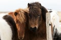 Herd of Icelandic ponies Royalty Free Stock Photo