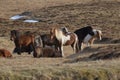 Herd of Icelandic Ponies on Snaefellsnes Peninsula Royalty Free Stock Photo