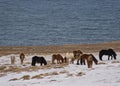 Herd of Icelandic ponies on a snow-covered meadow Royalty Free Stock Photo