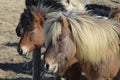 Herd of Icelandic Ponies Standing Together in a Herd Royalty Free Stock Photo