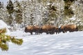 Herd of buffalo in Yellowstone National Park in Winter