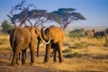 Herd if elephants in Amboseli National Park Royalty Free Stock Photo