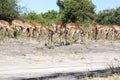 Herd Impala Aepyceros melampus, Chobe National Park, Botswana