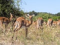 Herd Impala Aepyceros melampus, Chobe National Park, Botswana