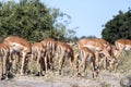 Herd Impala Aepyceros melampus, Chobe National Park, Botswana