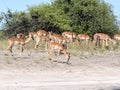 Herd Impala Aepyceros melampus, Chobe National Park, Botswana