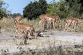 Herd Impala Aepyceros melampus, Chobe National Park, Botswana