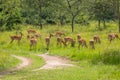 A herd of impala Aepyceros melampus grazing, Lake Mburo National Park, Uganda.