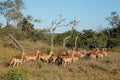 Herd of impala antelopes Royalty Free Stock Photo