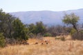 Herd of impala antelopes in the bush Royalty Free Stock Photo