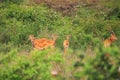 A herd of Impala antelopes grazing at Nairobi National Park in Kenya Royalty Free Stock Photo