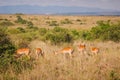 A herd of Impala antelopes grazing in Nairobi National Park, Kenya Royalty Free Stock Photo