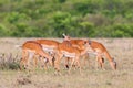 Herd of Impala antelopes