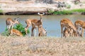 A herd of Impala antelopes seen on the Galana River floodplains Royalty Free Stock Photo