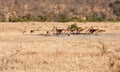 Herd of impala drinking water