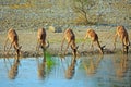 Herd of Impala drinking from a waterhole Royalty Free Stock Photo
