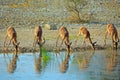 Herd of Impala drinking from a waterhole