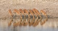Impala Drinking Royalty Free Stock Photo