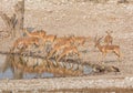 Impala Drinking Royalty Free Stock Photo