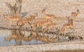 Impala Drinking Royalty Free Stock Photo