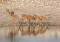 Impala Drinking Royalty Free Stock Photo