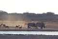 Herd of impala and rhinos in khama rhino sanctuary on waterhole in Botswana on holiday. Royalty Free Stock Photo