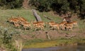 A herd of impala on a riverbank