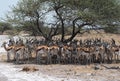 Herd of impala in the shade of a tree in Nxai Pan National Park