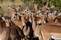 Impala antelope standing together