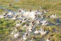 Herd of impalas