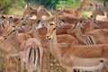 Herd of Impalas (Aepyceros melampus)