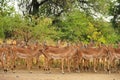 Herd of Impalas (Aepyceros melampus)