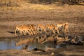 Herd of Impalas Drinking at Water Hole, South Africa, Mapungubwe National Park