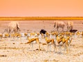 Herd of impalas and elephants at waterhole, Etosha National Park, Namibia, Africa Royalty Free Stock Photo