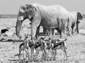 Herd of impalas and elephants at waterhole Royalty Free Stock Photo