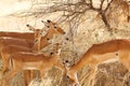 Herd of impalas Royalty Free Stock Photo