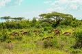 Herd of impalas grazing in the savannah grasslands of Samburu Park